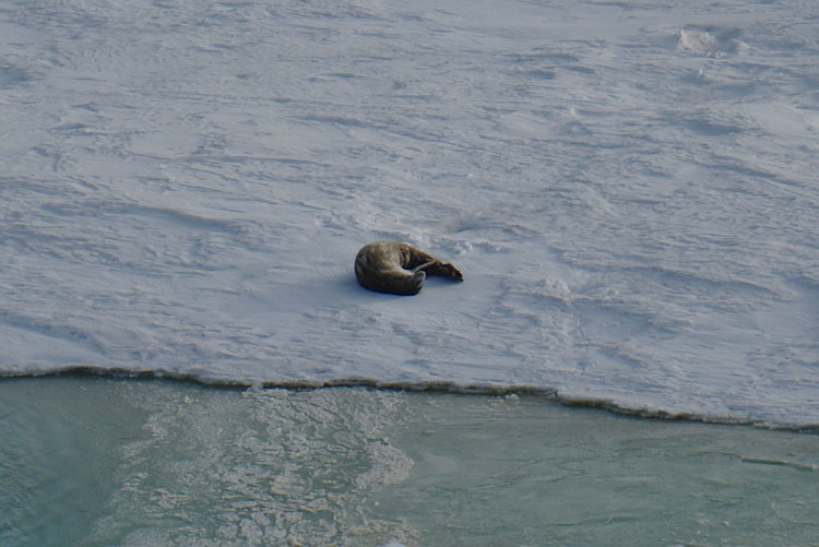 A seal on the ice, curled up on its side.