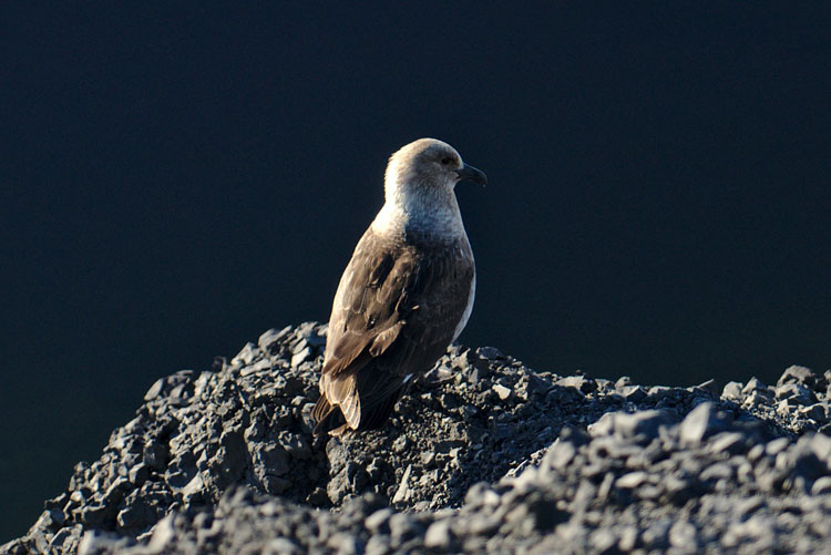 close-up side view of a skua