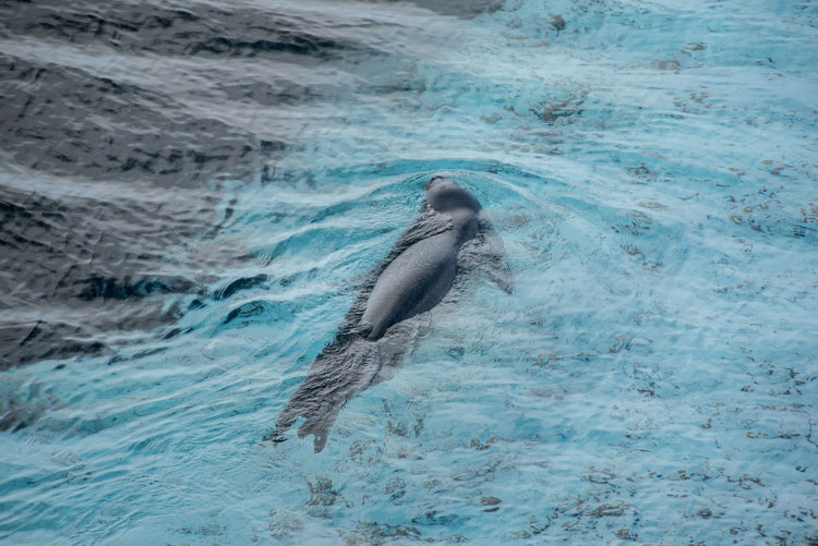 Seal swimming in icy waters