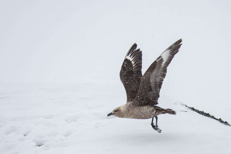 Close up of skua taking off