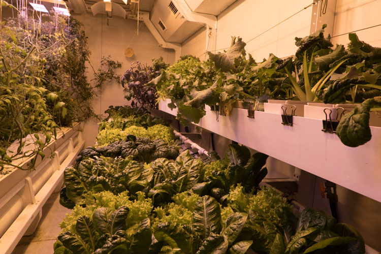 Row of leafy greens growing in South Pole greenhouse