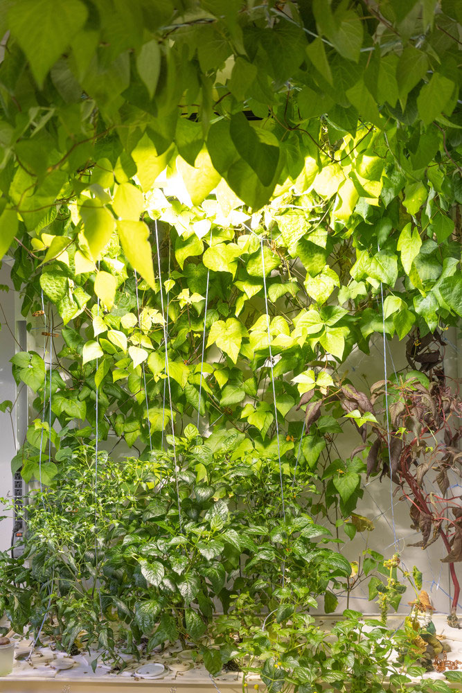 Lots of plants and vines in greenhouse