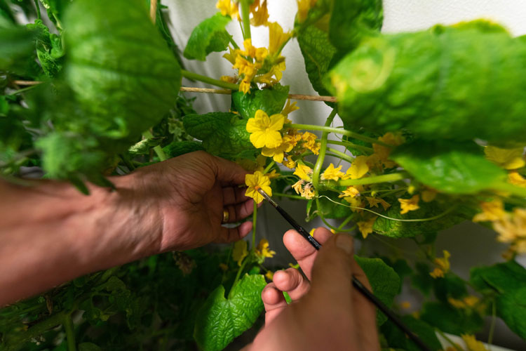 Close-up of hands using a thin paintbrush to move pollen onto or off the flowers of a plant