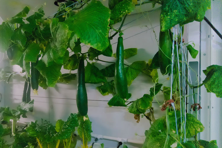 Cucumbers hanging off vines in greenhouse