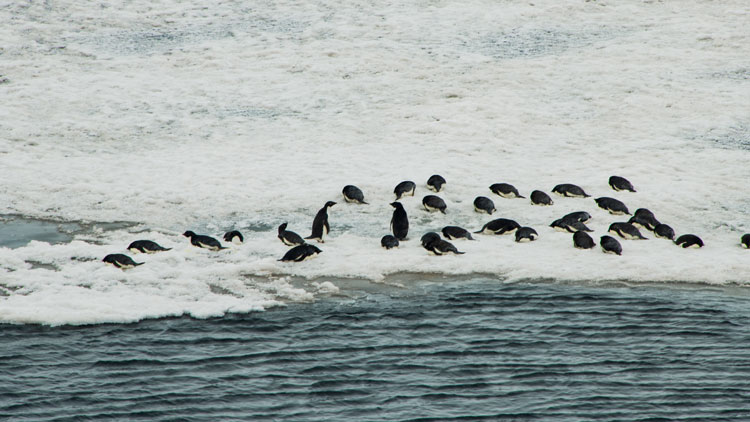 A group of penguins on edge of open ice