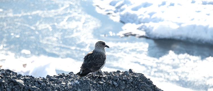A skua perched on some rocks