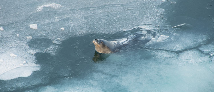 A seal poking its head out of the icy water