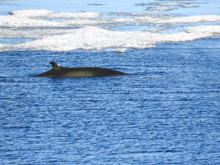 Dorsal fin of whale above water's surface