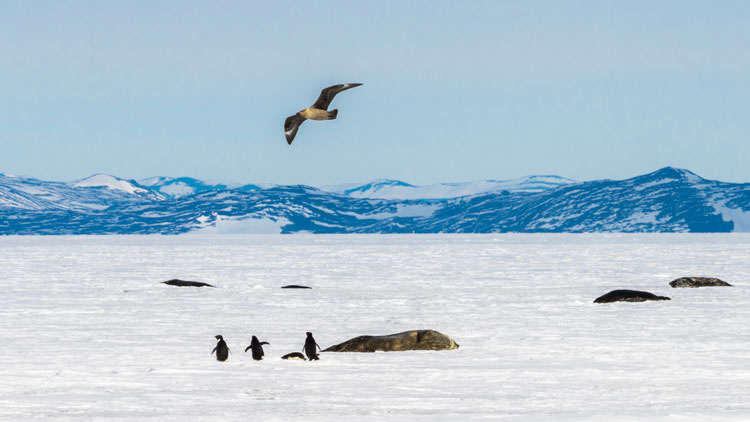 animals on ice near McMurdo station