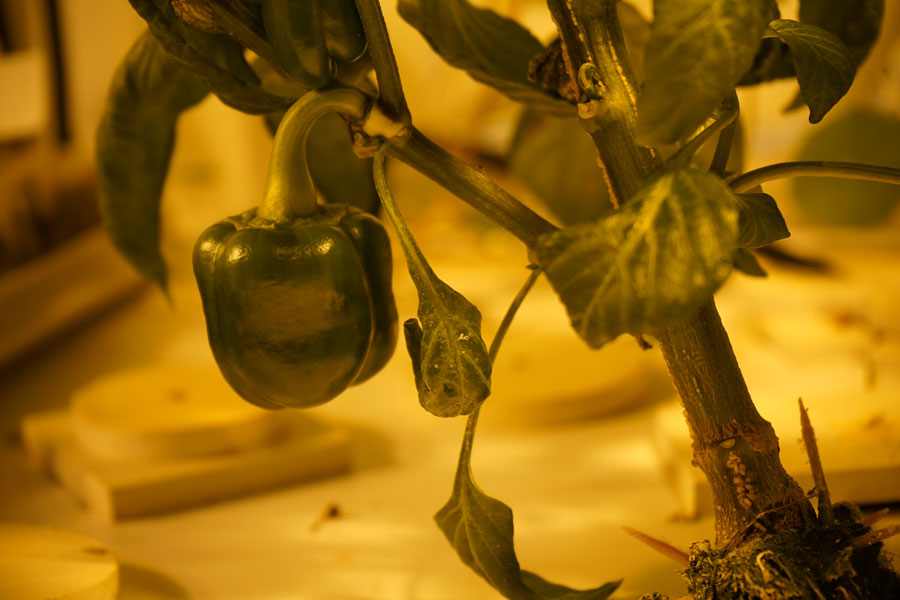 Close-up of pepper growing on a plant