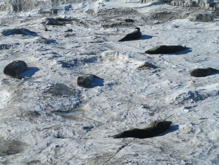 Seals lounging in the sun