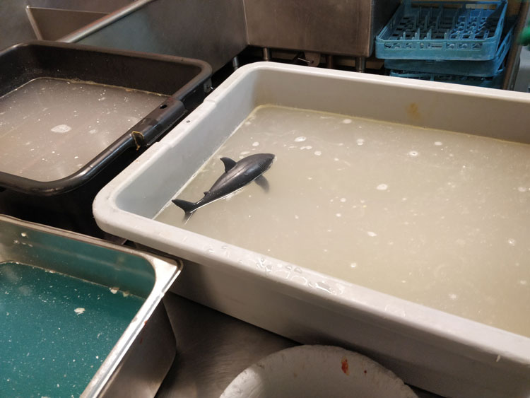 toy shark floating in dish tub