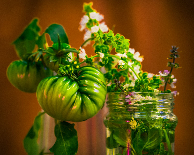 Green tomatoe harvested from South Pole greenhouse