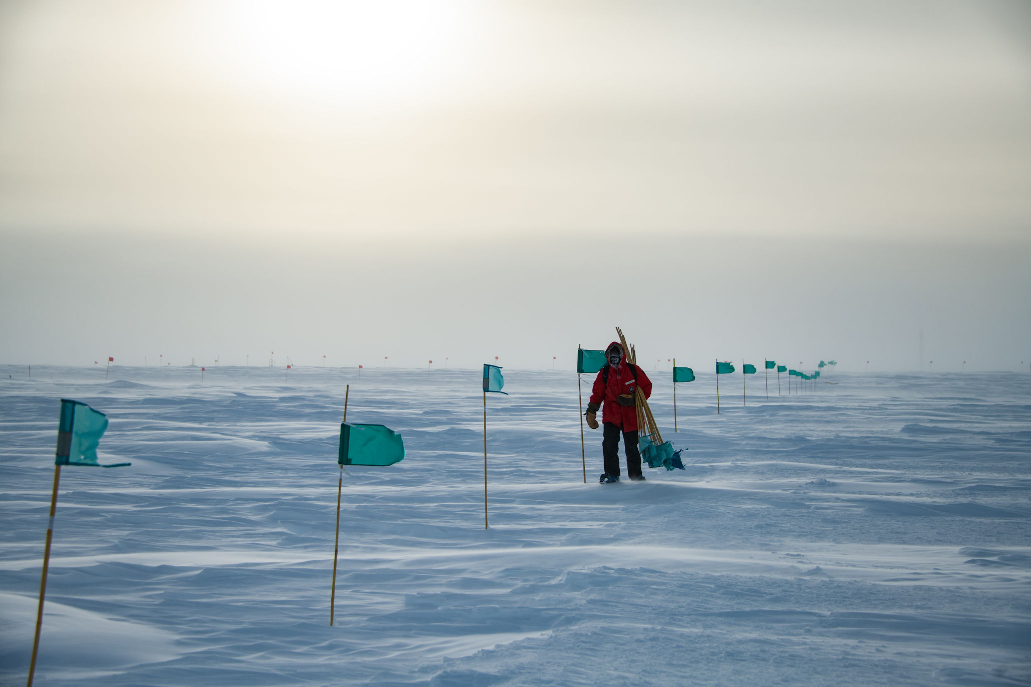 Person in red parka walking along flagline, collecting flagpoles